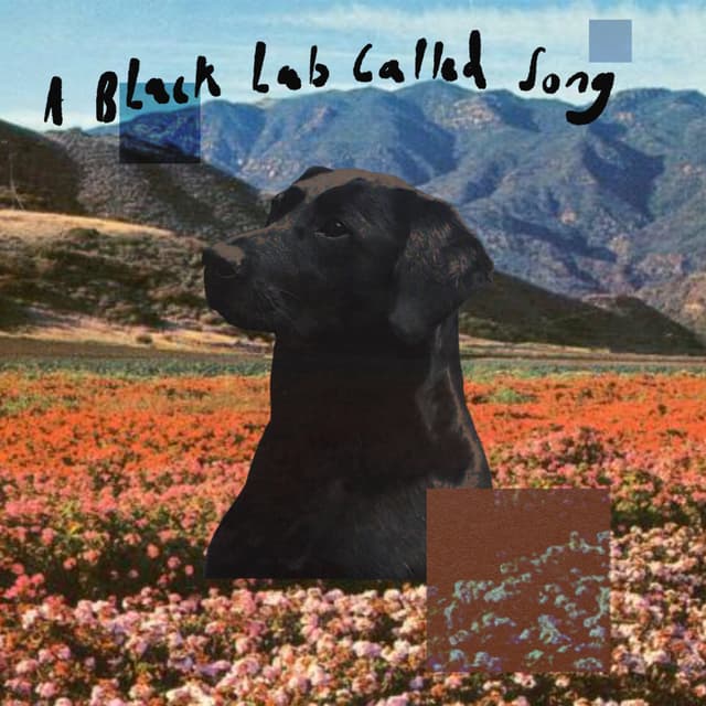 A Black Lab Called Song